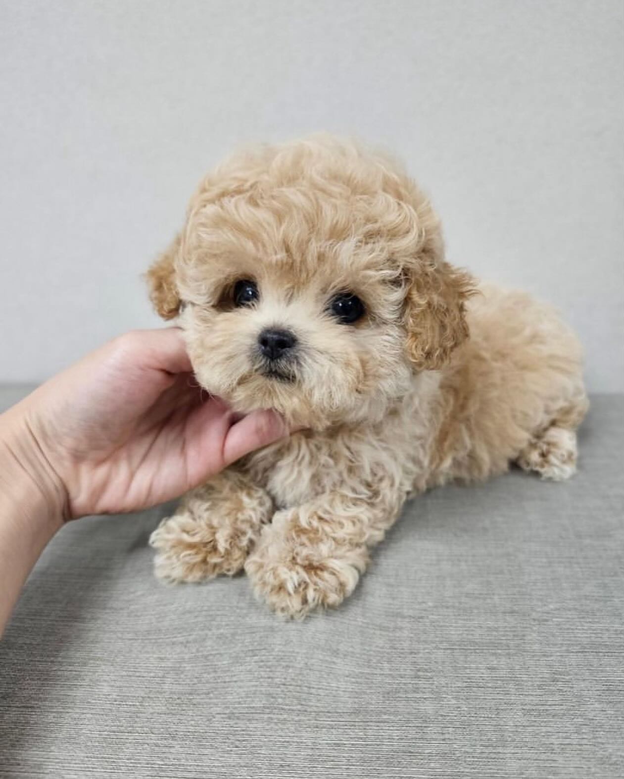Schattige Teacup Maltipoo Puppy